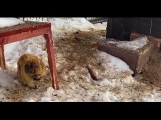 Барсуки и сурки из зоопарка Удмуртии вышли из зимней спячки и готовы встречать весну