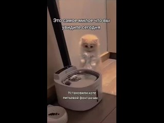 Реакция котенка на новый питьевой фонтанчик [ND]