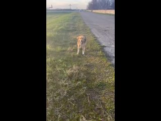 Уже полгода 
В полях возле трассы между ст.