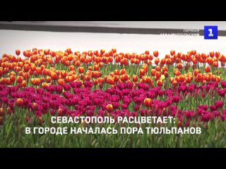 Севастополь расцветает: в городе началась пора тюльпанов