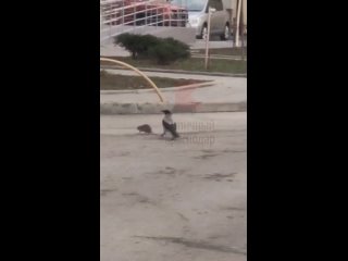 Ворона напала на крысу