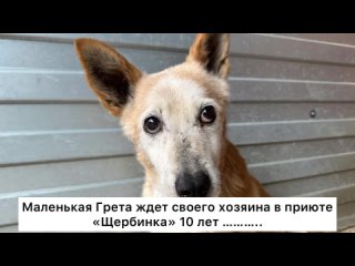 Маленькая Грета джет своего хозяина в приюте «Щербинка» 10 лет… Проект Собака Юзао
