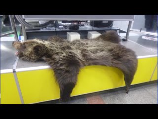 Ковер из шкуры бурого медведя обнаружили у пассажирки рейса Иркутск — Улан-Батор