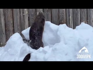 Выдры из Челябинского зоопарка любят снег