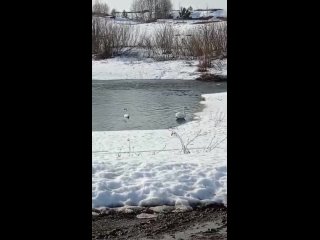 Весеннее чудо: В Татарстан возвращаются семейные пары лебедей