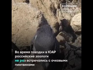 Россияне спасли пингвина в Африке
