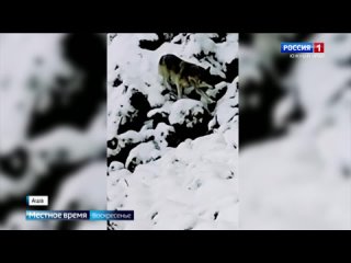 Стаи волков держат в страхе жителей Ашинского района