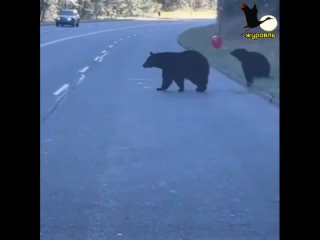 Дети и у медведей дети