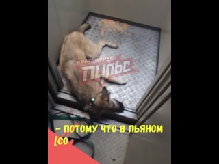 В лифте Красноярского общежития нашли мёртвую собаку