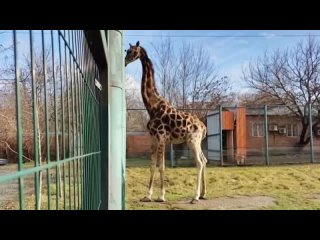 В Ростовском зоопарке умерла жирафиха Жираф Ротшильда  Елизара прожила 29 лет.