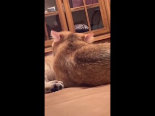 Видео от Продажа  котят Золотая британская  шиншилла