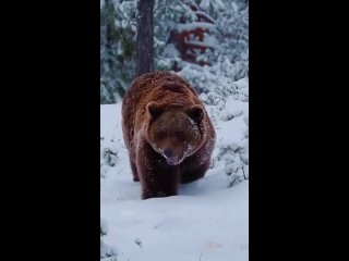 When the snow arrives before bed time not often you see a bear strolling around in the snow!