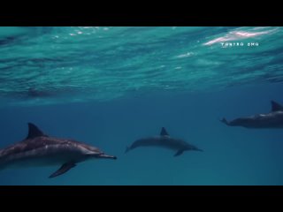 Дельфинотерапия   Исцеляющие звуки дельфинов _ Dolphins sounds and noises _  Дельфин