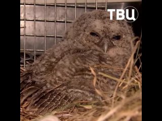 🐣 Совёнка в сугробе нашли сотрудники музея-заповедника «Остафьево».