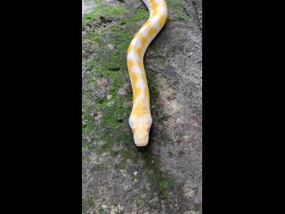 Сетчатый питон (Reticulatus Python, морфа Albino Whitephase Platinum)