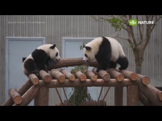 1080 | Дикий Китай с Рэем Мирсом, 3 серия - Китайские панды