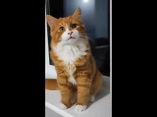 cat-singing