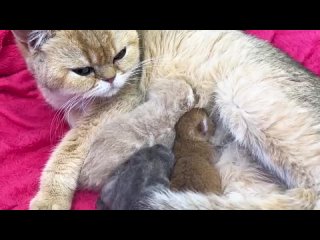 Забота матери-кошки о приемных котятах - носит на руках, вылизывает, кормит (ASMR)