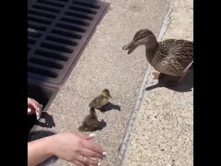 Спасение. Великолепная семёрка. @birdslovers