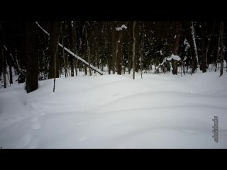 Видео_от_Приокско_Террасный_заповедник