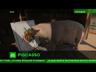 Знаменитая свинья-художница по кличке Пигкассо скончалась в ЮАР от артрита.