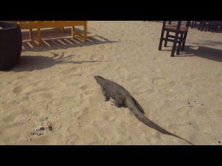 Райский остров Шри-Ланка, пляж Хиккадува, Варан, 2024 ))))) видео  24