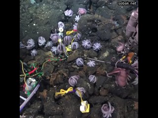 У побережья Коста-Рики учёные из Океанического института Шмидта обнаружили не один, не два, а целых