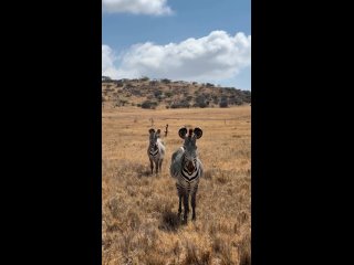Уникальный опыт сафари в Боране: зебры, слоны и жирафы!