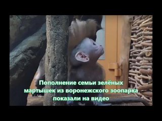 Пополнение семьи зелёных мартышек из воронежского зоопарка показали на видео
