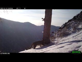 В Саяно-Шушенском заповеднике игры снежных барсов зафиксировала фотоловушка