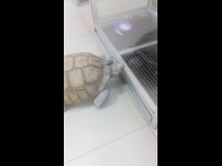 “ Димчик обогнал черепаху на выставки экзотических животных“