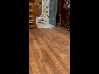 Видео от Смешные кошки, записанные на видео, и не только