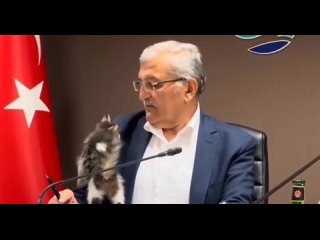 Видео дня: в Турции бездомный котенок пробрался на заседание с мэром турецкого города Бейкоз и просто лазил по нему