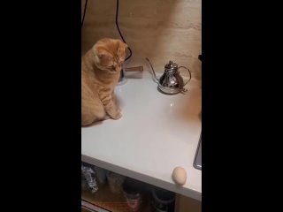 Кот изучает законы гравитации