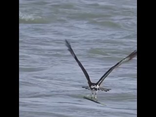 Наглый пеликан посчитал, что сокол должен отдать ему рыбу и даже пошире клюв открыл