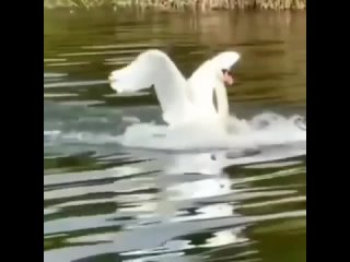 Лебедь идет на посадку