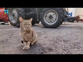 Боевые коты Эрмитажа