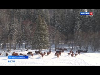 Зимовка в Онгудайском районе проходит в штатном режиме