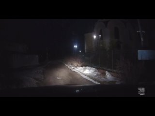 В Апраксино в Ленинградской области на девушку, идущую на электричку, напала собака