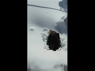 Из-под снега появляются первые медведи