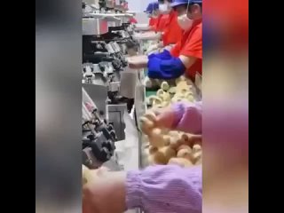 Вот такие процедуры с цыплятами в птицеводческих хозяйствах проводят китайские фермеры