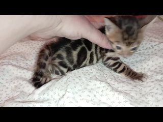 Video van Бенгальские кошки питомника “Тульские Тигры“