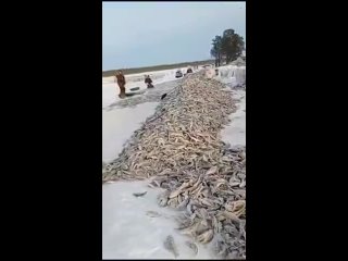 Рыбнадзор в ХМАО ищет браконьеров, выловивших тонны рыбы