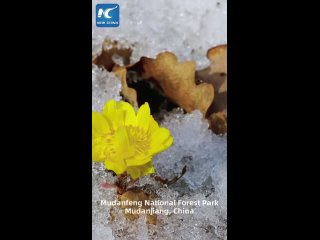 Цветущий во льду амурский адонис
