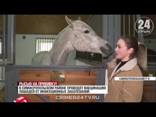 В Крыму проходит вакцинация лошадей от особо опасных заболеваний