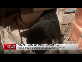 СПАСЛИ КОТА ИЗ БЕТОННОГО ПЛЕНА