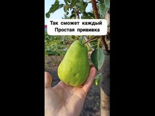 Правильная прививка груши