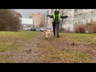 Video by Пёс маминой подруги | Дрессировка собак г. Тверь