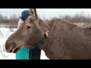 ️У подросшего лосенка Ихо в калужском центре «Феникс» зачесались рожки