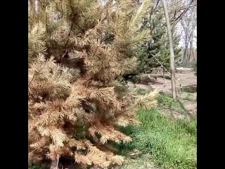 Деревья высыхают в новом Николаевском бульваре в Краснодаре